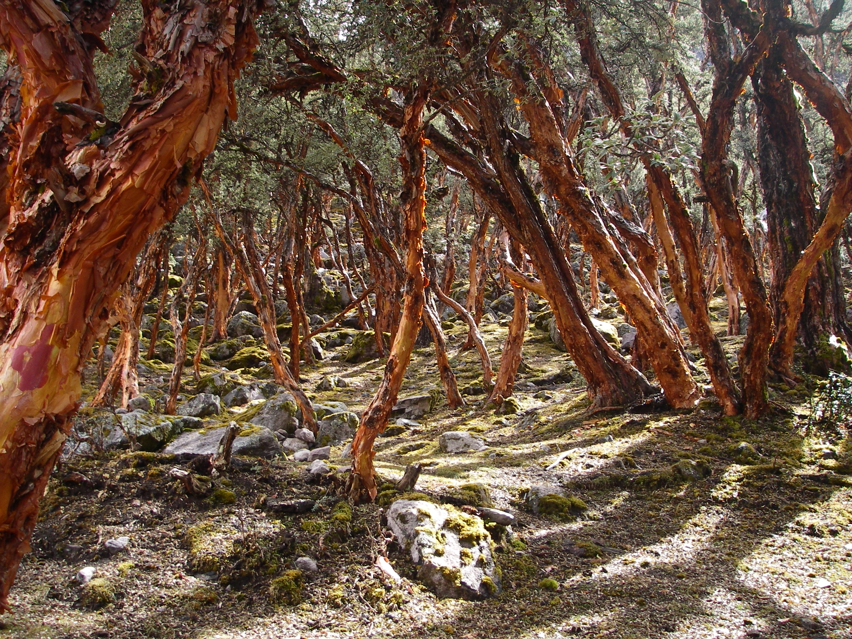 The red peeling bark trees of the Lares Trek